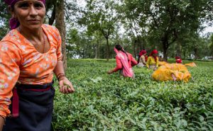 <p>Forecasters predict low rainfall for large swathes of India, Bangladesh and Pakistan this year. (Image by CGIAR Climate)</p>