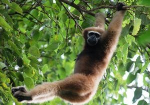 <p>Hoolock Gibbon hangs from a tree in Dibru-Saikhowa national park (Image by Joydeep Gupta).</p>