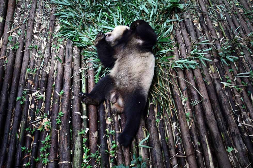 <p>In Sichuan, one of China&#8217;s most populous and fastest developing provinces, the wild panda is becoming increasingly rare (Image: Sean Gallagher)</p>