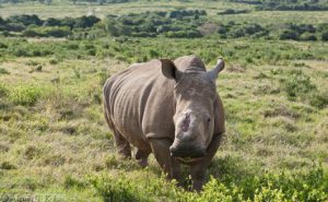 Rhino standing in grassland in South Africa. China has been seizing rhino horns illegally