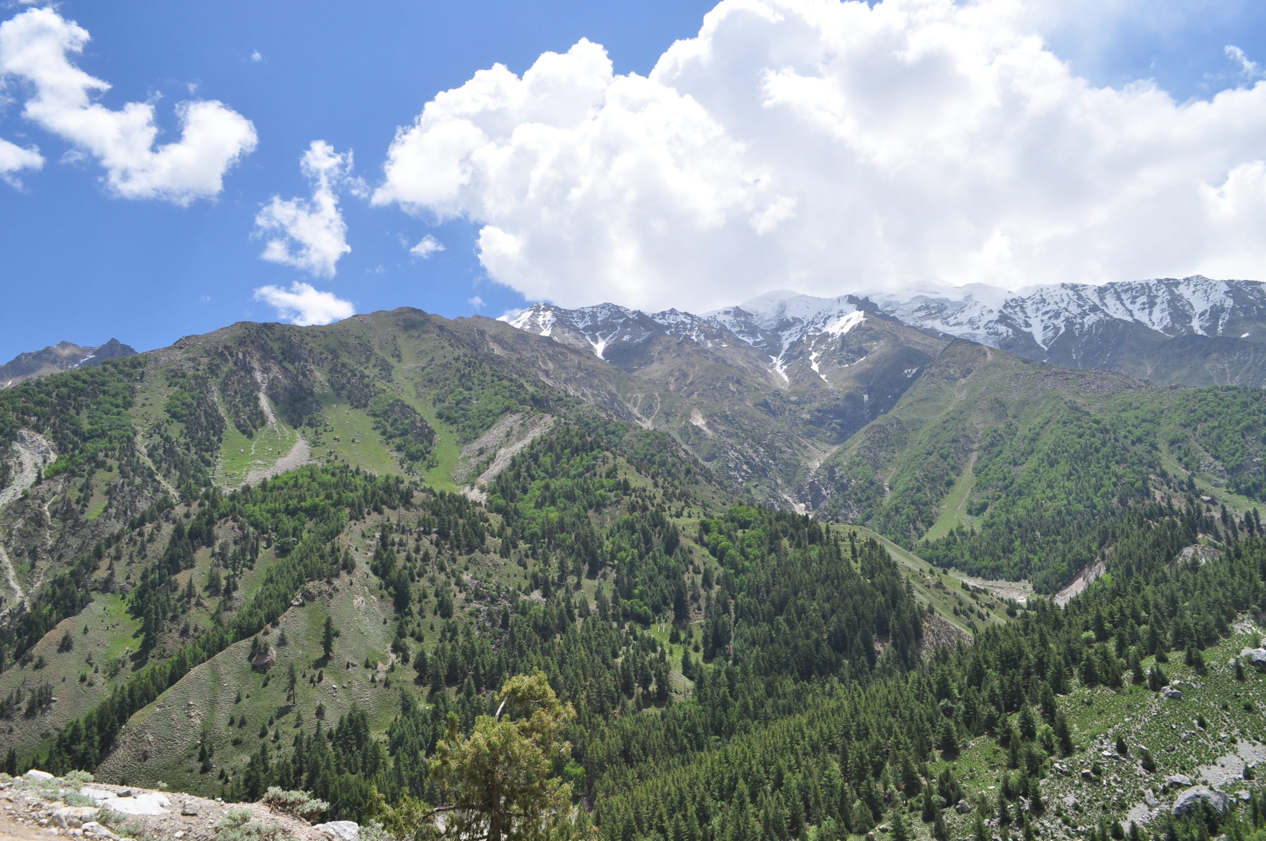 <p>Rampant deforestation in Pakistan has made the country more vulnerable to flooding (Image by Zofeen Ebrahim)</p>