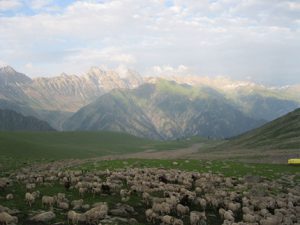 <p>Part of an alpine pasture in Kashmir</p>