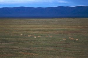 <p>A flock of Tibetan antelope of chiru in north-west China&#8217;s Qinghai province. (Photo: randomix)</p>