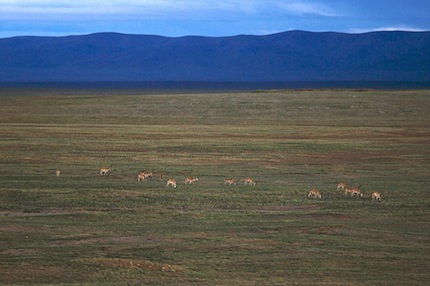 <p>A flock of Tibetan antelope of chiru in north-west China&#8217;s Qinghai province. (Photo: randomix)</p>