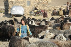 Afghanistan nomad pastoralist