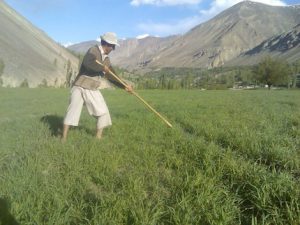 <p>Farmers are struggling to find water for crops after the lowest snowfall in almost 30 years. (Photo by Peer Muhammad)</p>