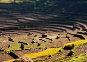 <p>The new rice seeds can withstand six weeks of drought and two weeks of floods, say scientists (Photo by Dmitry Sumin)</p>