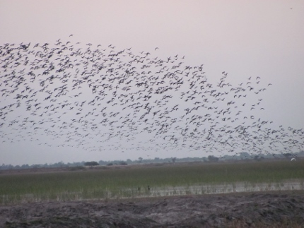 <p>Himalayan wetlands play an essential role regulating the water of Asia&#8217;s major rivers. (Photo by Athar Parvaiz)</p>