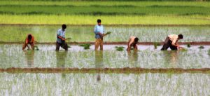 <p>Farmers transplant rice seedlings in Pakistan’s Sindh province, even as they worry that the plants will die if the monsoon rainfall does not pick up by the end of July</p>