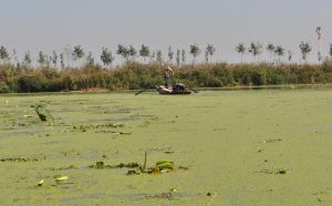 <p>Lake Baiyangdian once teemed with fish; now it is shrunken and poisoned (Image by 3str)</p>