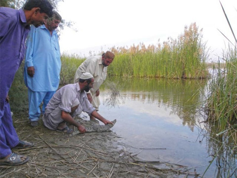 <p>Local residents Shakoor Leghari and Ghulam Hussain Leghari releasing a juvenile crocodile in the Nara wetland (Photo courtesy Centre for Rural Change)</p>