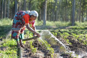female farmer irrigates crops, Tamil Nadu, India