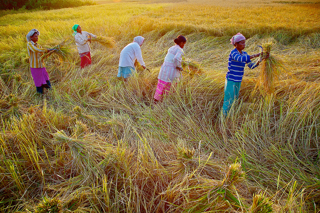 <p>Black rice, or cha-khao, is a key ingredient in Assamese puddings and community feasts [image by: Vadim Volosciuc/Alamy]</p>