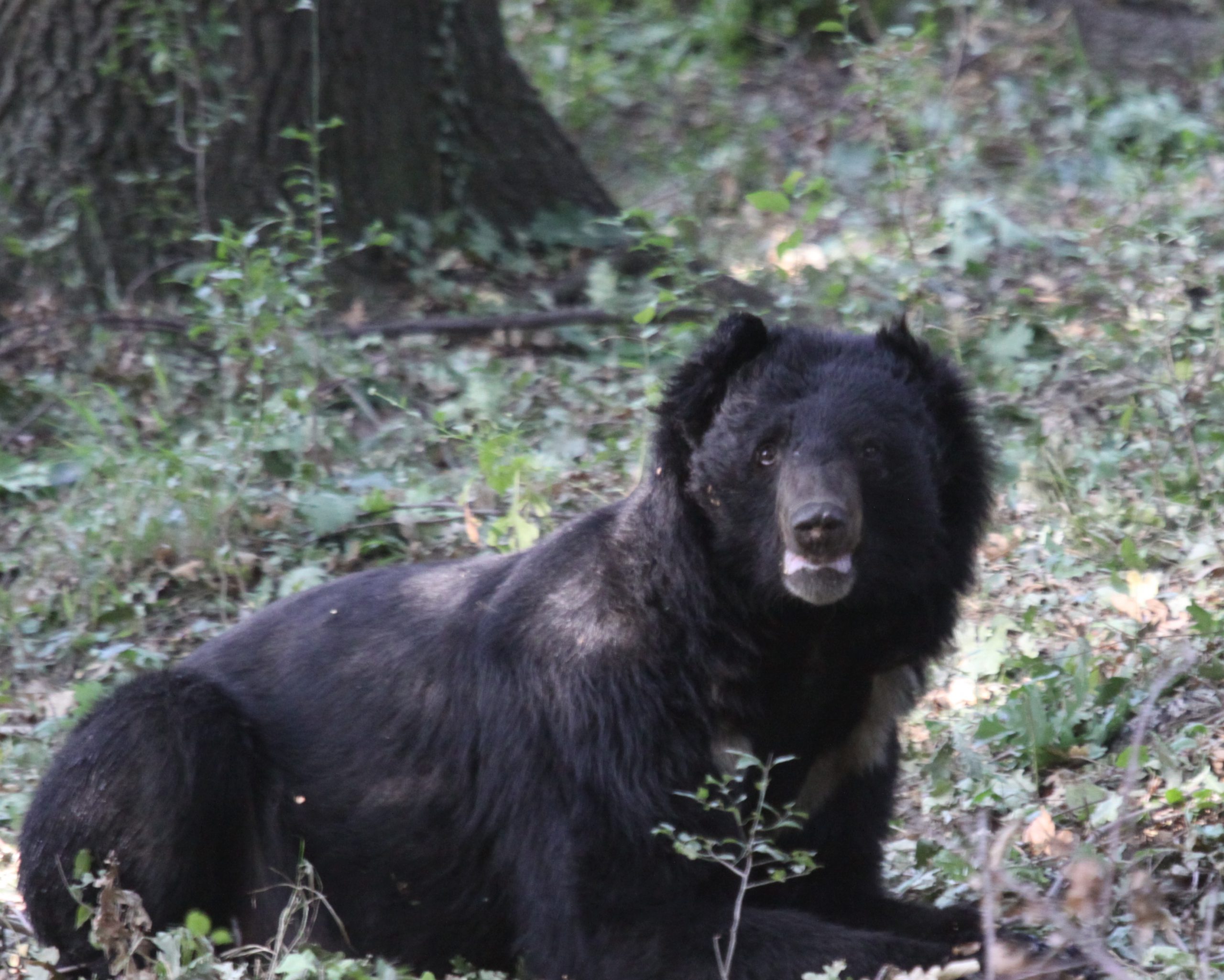 <p>Black bear in Dachigam National Park, Kashmir (Credit Nazir Mir)</p>