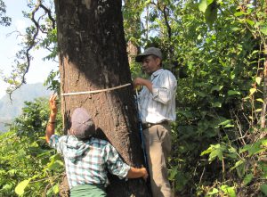 two men measuring a tree in a forest in Nepal