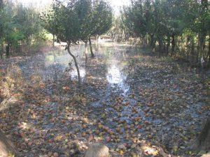 Experts say waterlogging in apple orchards for weeks will impact the health of trees (Athar Parvaiz)