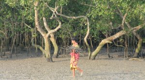 woman holding wood, sundarbans
