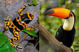 La propuesta del Gran Canal de  Nicaragua atravesaría muchos ecosistemas sensibles en el este de Nicaragua, con impactos en especies como la rana venenosa con bandas de color amarillo y el tucán. (Créditos de las fotos: Wikimedia Commons).