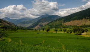 vegetation in the himalayas, Kashmir valley