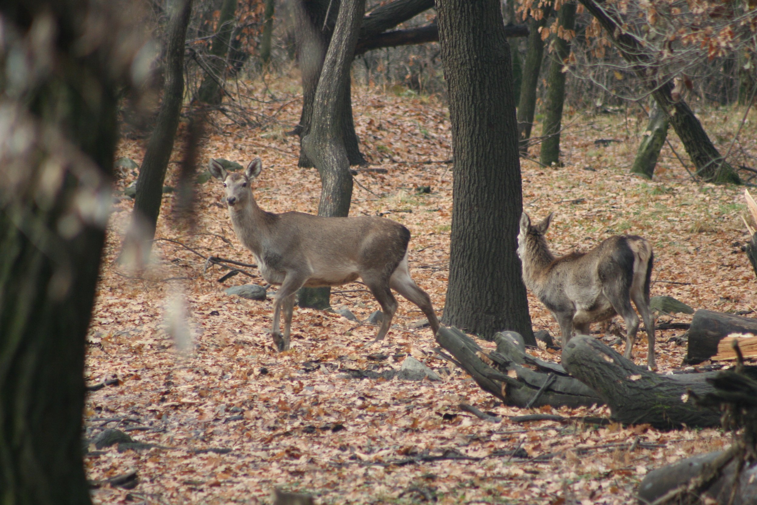 <p>Female Hangul and fawn (Photo by Khursheed Ahmad)</p>