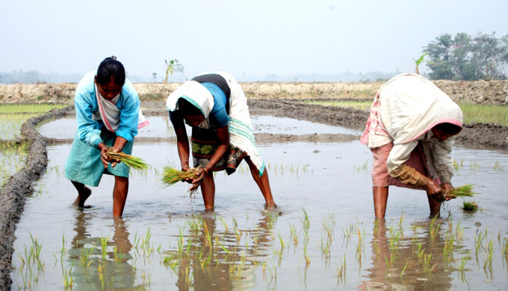 <p>Women working in a paddy field in flood-prone Assam (Image by Diganta Talukdar)</p>