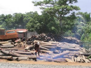<p>Deforestation from logging and other economic activity is responsible for up to a fifth of global GHG emissions. (Image by Erik Patel)</p>