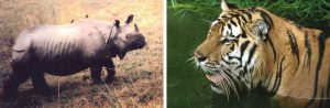 <p>A one-horned rhino in the grasslands of Orang (left) and a tiger in its wetlands [Images by Forest Department, Government of Assam]</p>