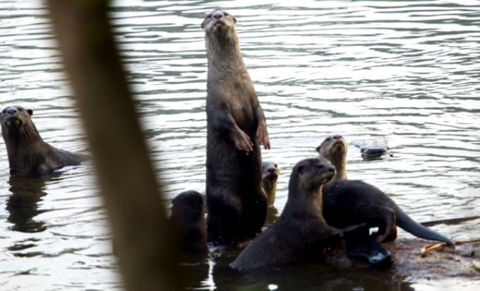 Otters Thoothapuzha river