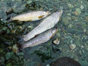 <p>Trout caught in Pahalgam Valley, Kashmir [image by Matthew Laird Acred / Wikipedia]</p>
