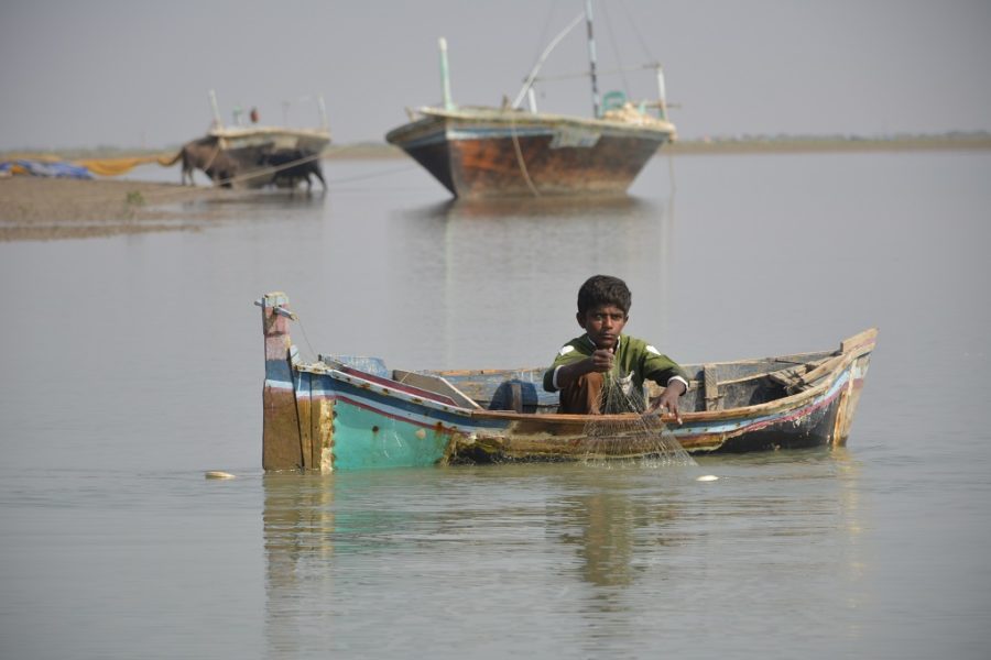 <p>Young fisherman Ali spreads his net in Hajamaro Creek of the Indus delta in the hope of catching Palla [image by Amar Guriro]</p>