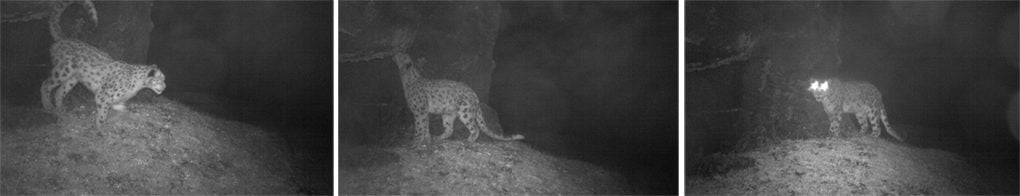 <p>Snow leopards photographed by camera traps in northern Sikkim [image by WWF-India] </p>