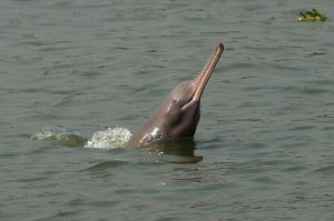 <p>The Ganges dolphin [Image by WCS Bangladesh Program]</p>