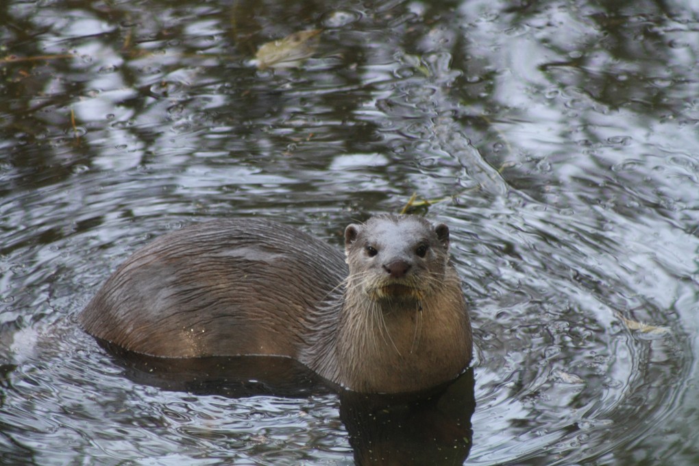 <p>The smooth coated otter is one of the many threatened species in a polluted Ganga [image by WWF-India]</p>