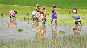 <p>Sowing paddy in Tamil Nadu [image by Michael Foley]</p>