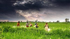 <p>Climate change will lead to yield shocks [image by Rajarshi Mitra]</p>