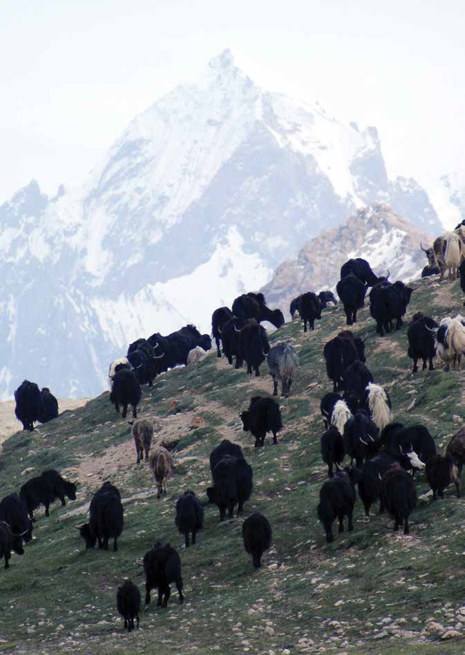 Herd of yaks image [image by ICIMOD]