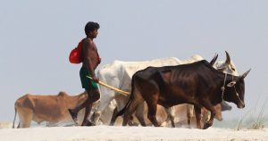 <p>People living in chars generally depend on agriculture, fishing or cattle rearing [image by Onu Tareq]</p>
