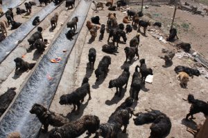 <p>Overcrowded and underfunded: A shelter for stray dogs in Maozhuang in Yushu on the Tibetan plateau [image by: Wang Yan]</p>