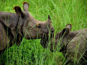 <p>Once down to 200, there are now 3,500 rhinoceros in the world [image courtesy WWF Nepal]</p>