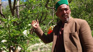 <p>An apple farmer in Kinnaur with his trees [image by Manu Moudgil]</p>