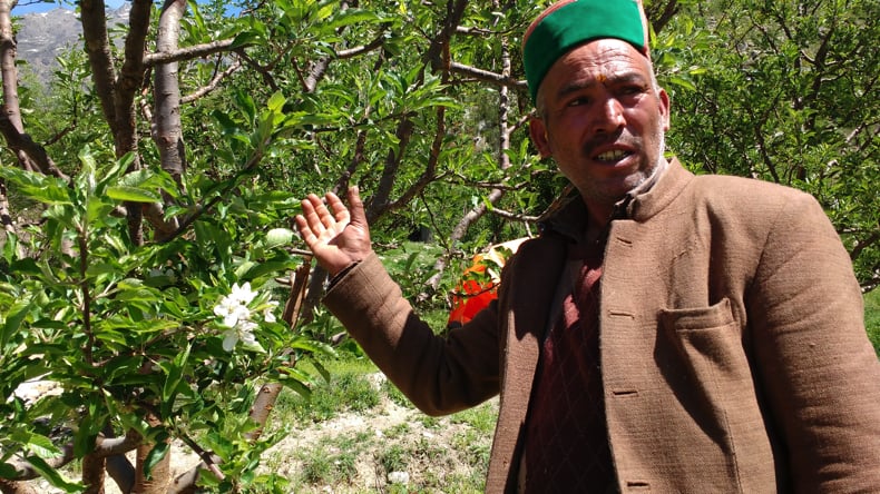 <p>An apple farmer in Kinnaur with his trees [image by Manu Moudgil]</p>