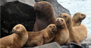 <p>Sea lions in Chubut, Argentina, feed on squid, which is overfished by international fleets, conservationists say (image: <a href="https://commons.wikimedia.org/wiki/File:Sealionharem.jpg" target="_blank" rel="noopener">Nestor Galina </a>)</p>