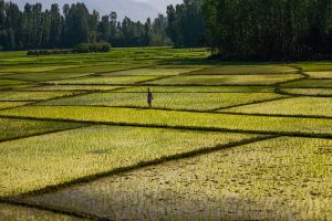<p>The use of standing water to grow rice in India and Pakistan leads to large water loss [image by sandeepachethan/Flickr]</p>