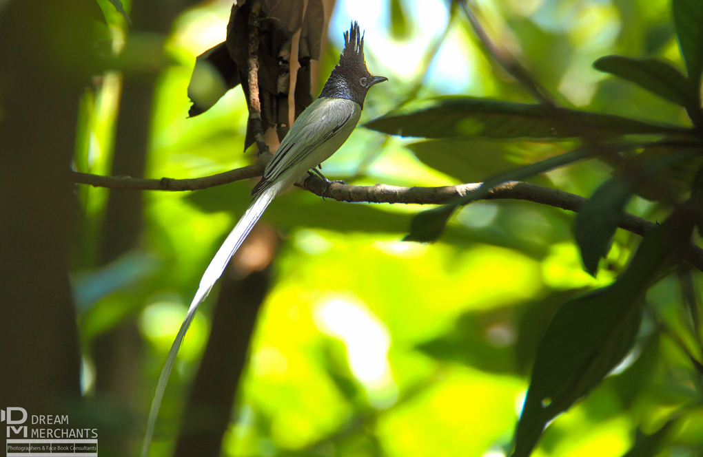 male Asian paradise flycatcher sitting on a branch.