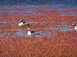 <p>The hooded grebe, or macá tobiano, is at risk of extinction if two major dams go ahead, conservationists say (image: <a href="https://upload.wikimedia.org/wikipedia/commons/e/e7/Podiceps_gallardoi.jpg">wikicommons</a>)</p>