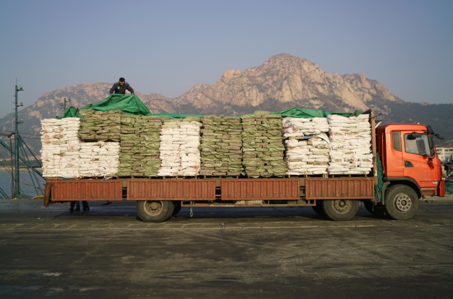 These feed fish have been sorted, frozen and loaded for transportation.