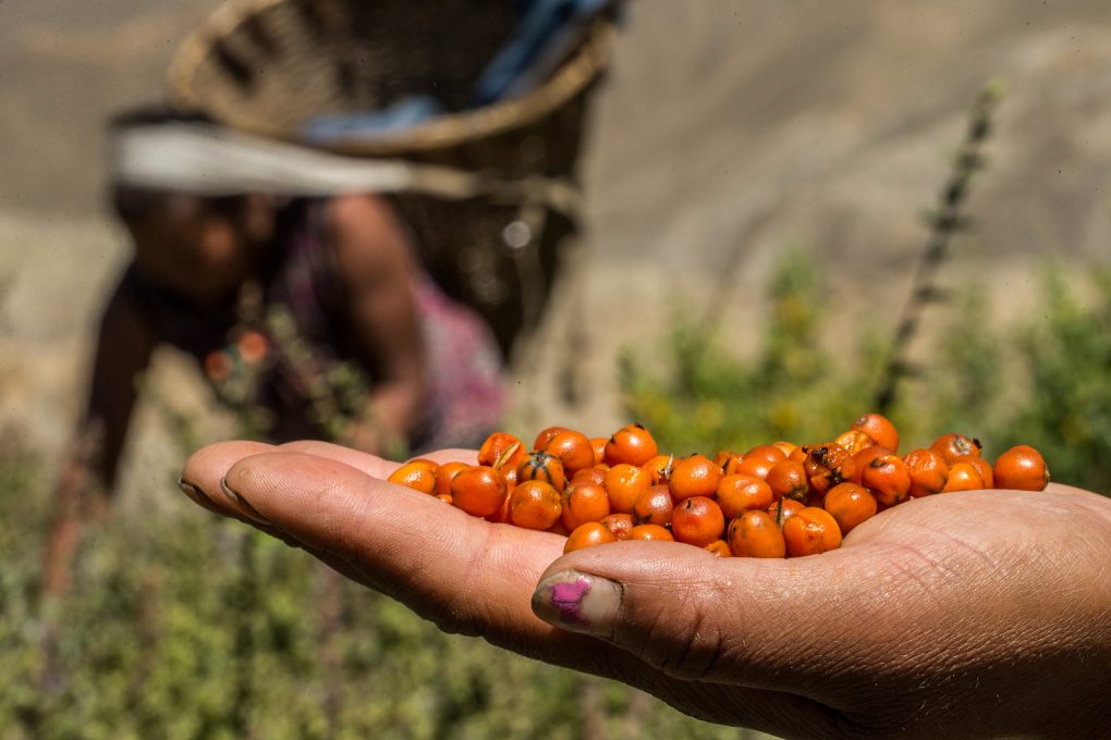 <p>A handful of harvested sea buckthorn berries [image: Asian Development Bank via Flickr]</p>