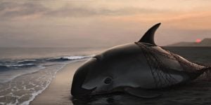 <p>Only sixteen vaquita porpoises are thought to remain (image: Frédérique Lucas)​</p>