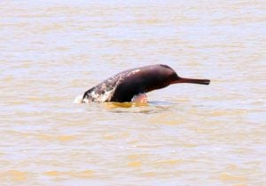 <p>A dolphin surfacing in the Ganga river in Bhagalpur in Bihar [photo by: Mohd Imran Khan]</p>