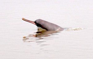 <p>A dolphin surfacing in the Ganga [image by: Mohd Imran Khan]</p>
